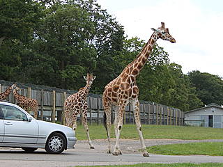 Woburn Safari Park