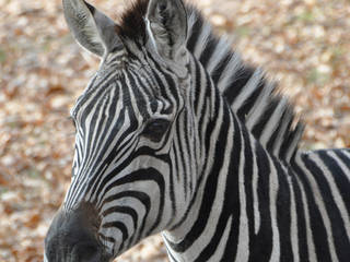 Wildpark Altenfelden