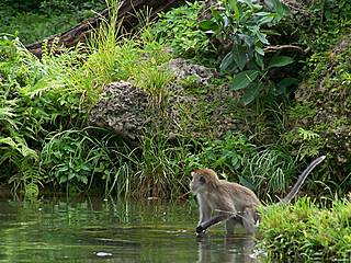 Affe im Monkey Jungle © osseous