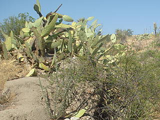 Living Desert Zoo and Gardens State Park