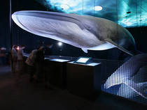 Blauwal in der Ausstellung 1:1 Riesen der Meere © Johannes Maria Schlorke