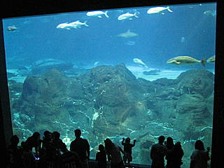 Adventure Aquarium