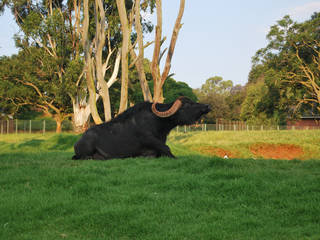 Johannesburg Zoo