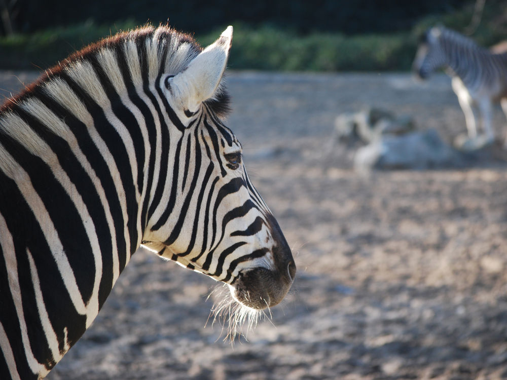 Zoo Duisburg