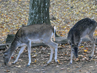 Wildpark Hardegsen