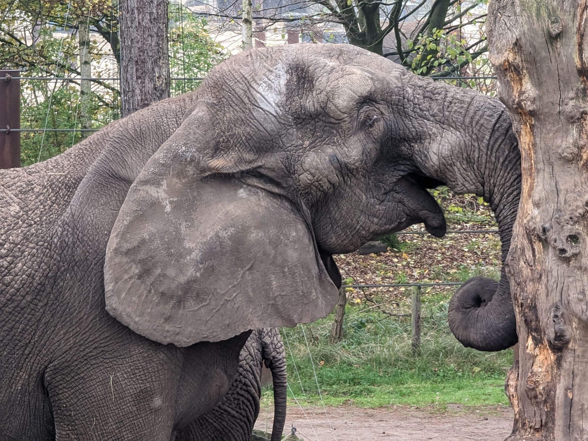 Safaripark Beekse Bergen