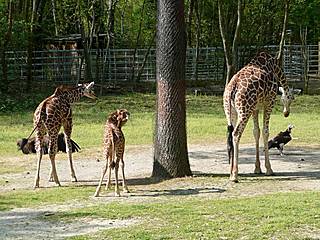 Riverbanks Zoo and Garden