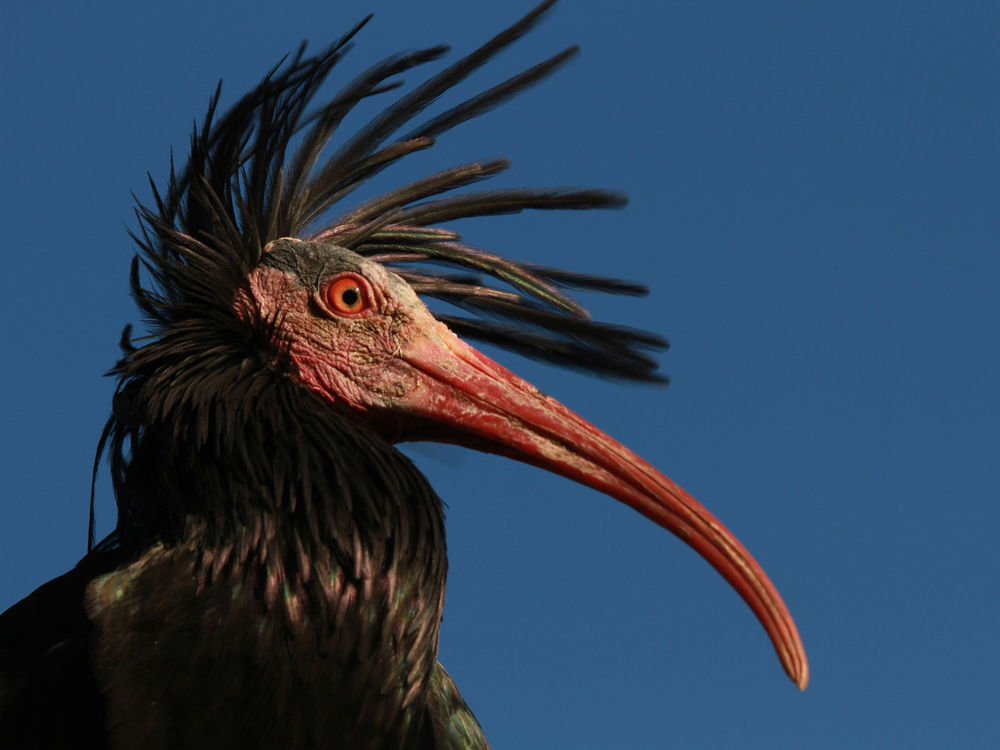 Natur- und Tierpark Goldau