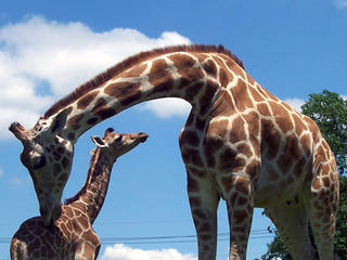 Animal Kingdom Zoo