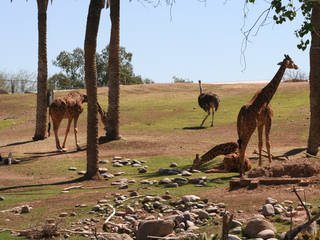 Phoenix Zoo