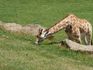 Longleat Safari Park