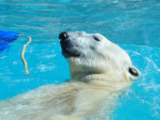 North Carolina Zoological Park