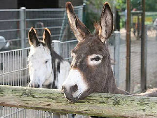 Solinger Vogel- und Tierpark