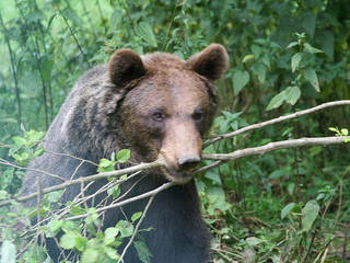 Wildpark Tiergarten Weilburg