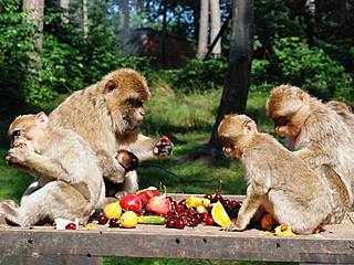 Tierpark Ueckermünde