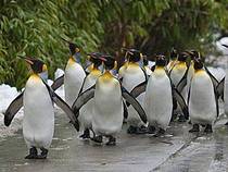 Pinguinparade © Foto: Zoo Zürich, Karsten Blum