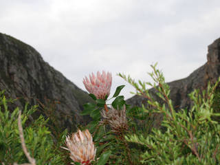 Harold Porter National Botanical Garden