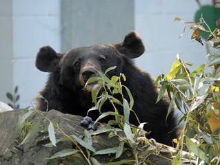 Tierpark Bad Pyrmont