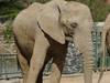 Zoo Erfurt - Elefantentausch mit südfranzösischem Safaripark