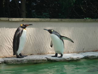 Pinguine im Birdland. © mollyig