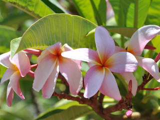 Lowveld National Botanical Garden