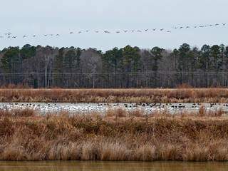 Blackwater National Wildlife Refuge