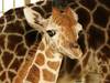 Zoo Osnabrück trauert um Giraffenjunge Nuru
