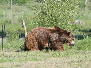 Yellowstone Bear World