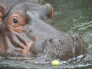 ZOO Plzeň