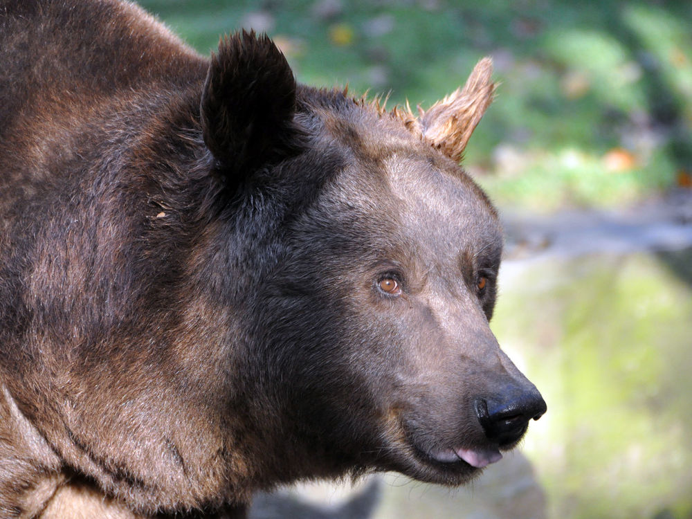 Wildpark Bad Mergentheim