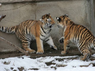 Buffalo Zoological Garden