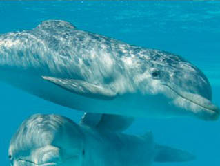 Aquarium Mar del Plata