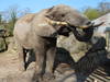 Letzter Afrikanischer Elefant verlässt Zoo Osnabrück
