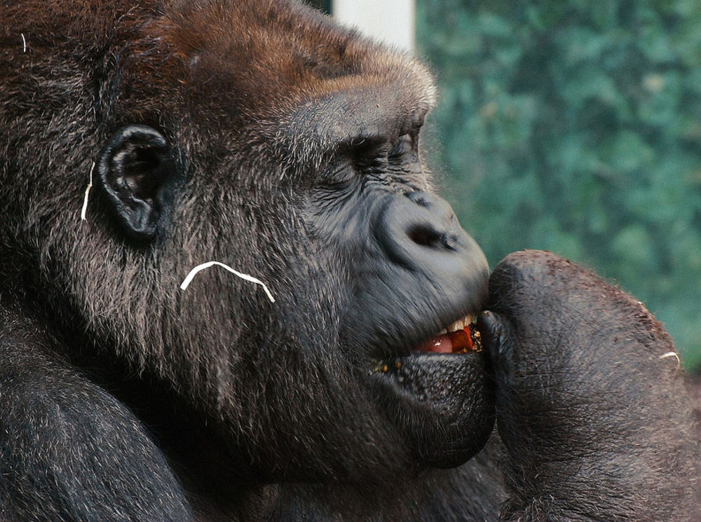 Tierpark Hellabrunn