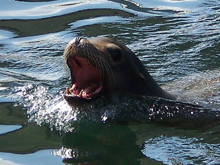 Sea Life Blankenberge