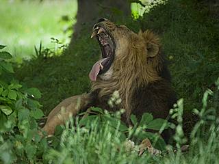 Chester Zoo