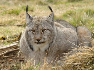 Wildfreigehege Wildenburg