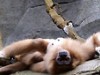 Kölner Zoo: Wilde Tiere mitten in der Stadt