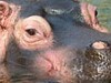 Zoo Emmen - Tiere von fünf Kontinenten