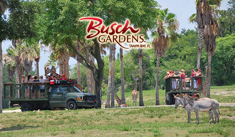 Busch Gardens Tampa Teil 1